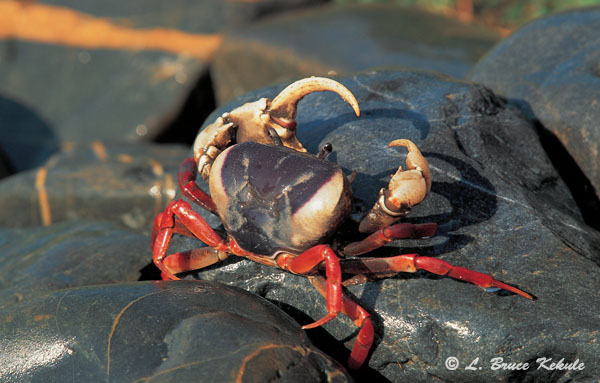 Regal crab in Sai Yok