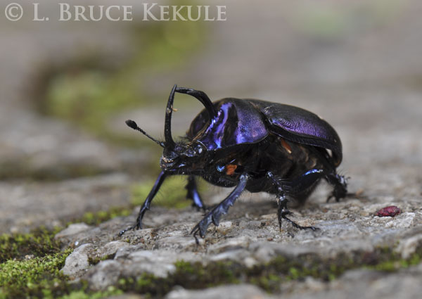 Scarab beetle in Doi Inthanon