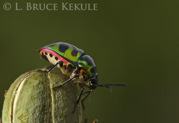 Leaf beetle in Lampoon