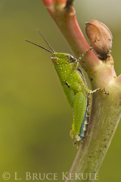 Grasshoper in Lampoon