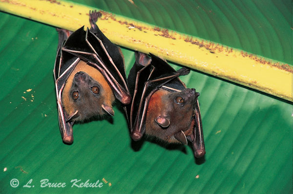 Short-nosed fruit bats in Sai Yok