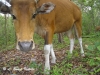 banteng-cow2