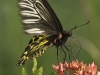 Birdwing butterfly in Lampang