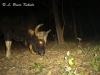 gaur-bull