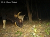 Gaur bull in Safapha
