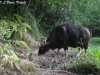 Gaur cow in Kaeng Krachan National Park