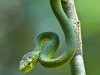Yellow-bellied pit viper and carpenter ant
