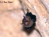 Kitti's hog-nosed bat in Sai Yok