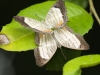 Butterflies mating in Kaeng Krachan