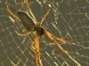 Orb spider in Cambodia