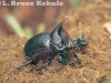 Rhinoceros beetle in Salak Phra