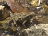 Horny amphibian in Kaeng Krachan