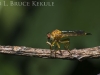 Robber fly with prey in Tak