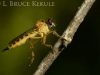 Robber fly with prey in Khao Ang Rue Nai
