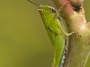 Grasshoper in Lampoon