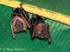 Short-nosed fruit bats in Sai Yok