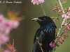 Spangled drongo in Doi Chiang Dao