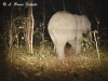 tusker-elephant3