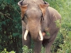 Tusker in Sai Yok National Park