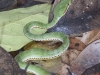 Yellow-bellied pit viper in Kaeng Krachan NP