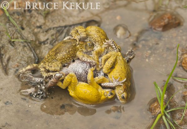 Tree frogs mating in Huai Kha Khaeng