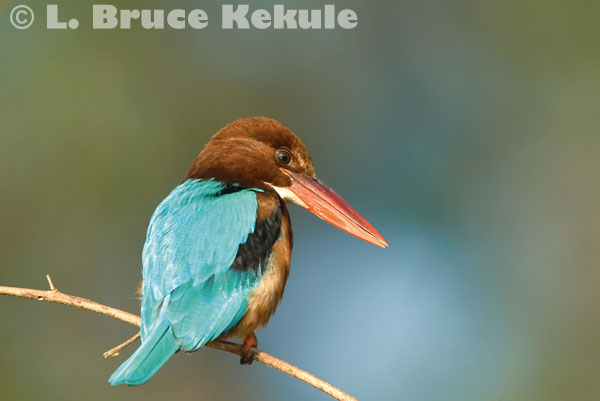 White-throated kingfisher by the Mae Ping River