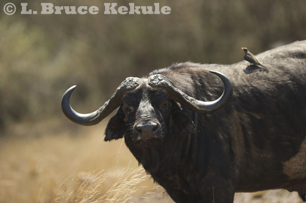 Cape buffalo in the Maasai Mara