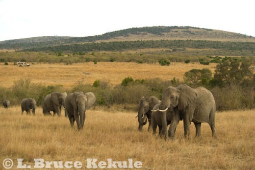 afircan-elephants-on-savannah