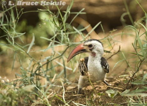 African ground hornbill