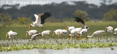 Painted storks in lake Nakuru