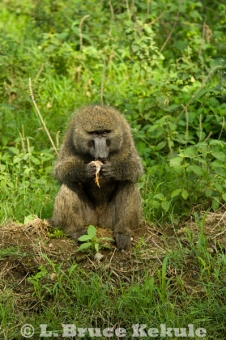 Baboon eating a guineafowl chick in Nakuru