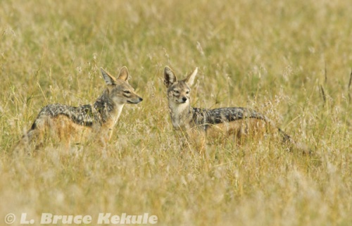 Black-backed jackal pair in Sweetwaters