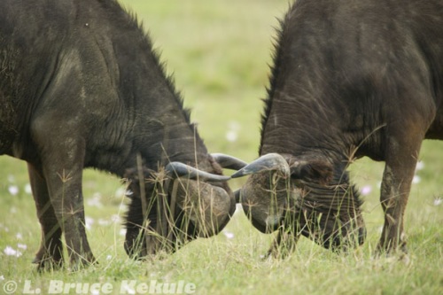 Cape buffalo in lake Nakuru
