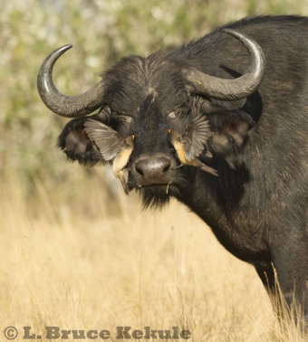 Cape buffalo and oxpeckers in the Maasai Mara