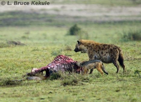 Hyena and jackal on kill in the Masai Mara