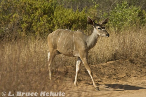 Kudu cow in Samburu