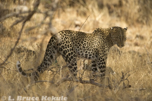 Mother leopard in Samburu