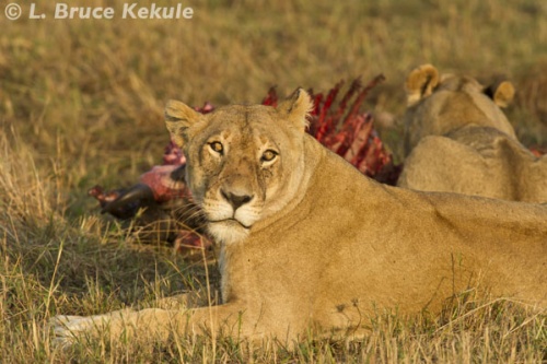 lions-at-a-kill-in-masai-mara