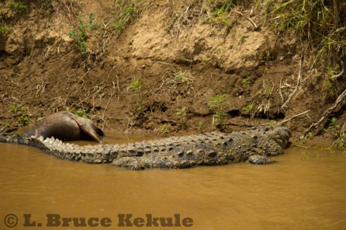 Crocodile and wildebeest carcass in Maasai Mara