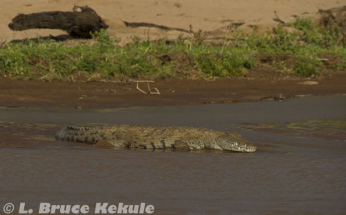 Nile crocodile in Samburu National Reserve