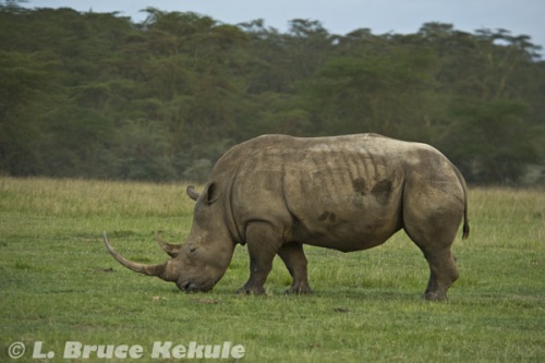White rhino in Lake Nakuru
