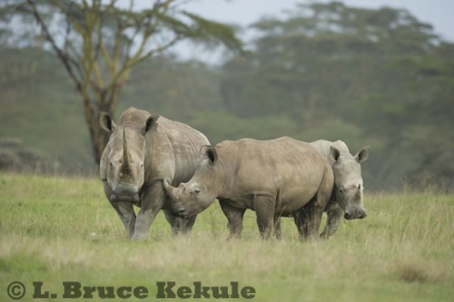 White rhinos at Lake Nakuru