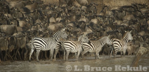 Zebra & wildebeest by the Mara River, Kenya