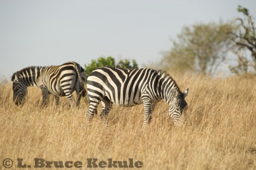 Zebras on the savanna in Maasai Mara