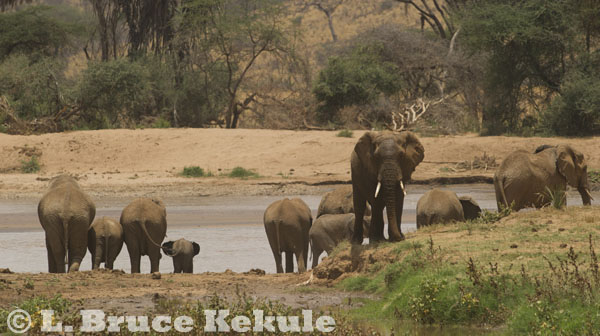 Elephants by the river in Samburu