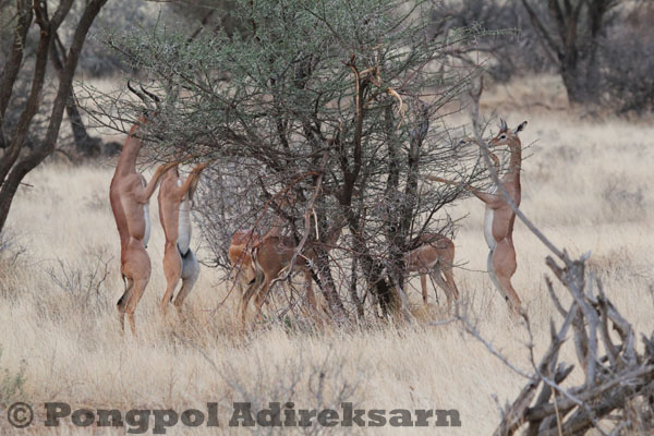 Genenuk antelope feeding in Samburu