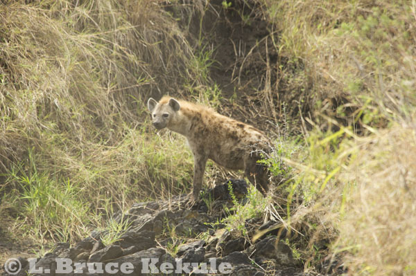 Hyena in Maasai Mara