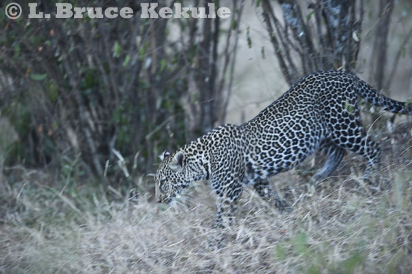Leopard on the Maasai Mara