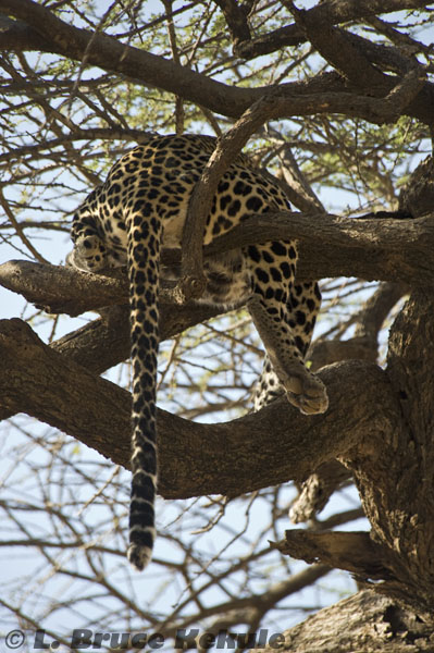 Male leopard tail end in Samburu