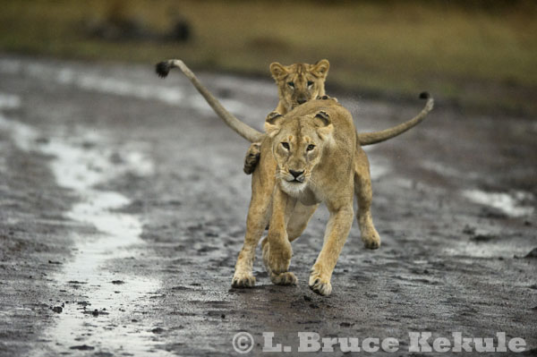 Lion mother and cub in Maasai Mara